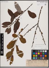 Foto von Salix cinerea L.